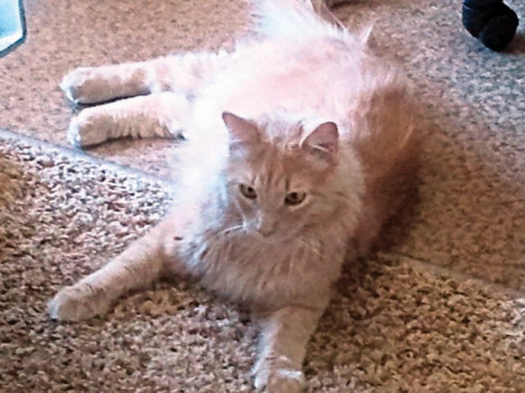 Someone to love: Ollie